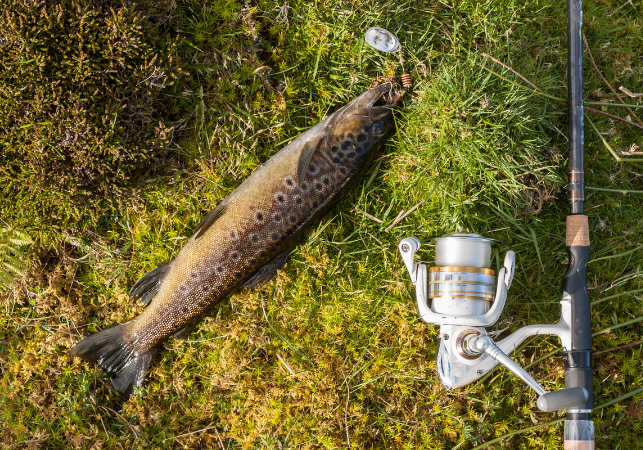 trout and spinning reel on grassy ground
