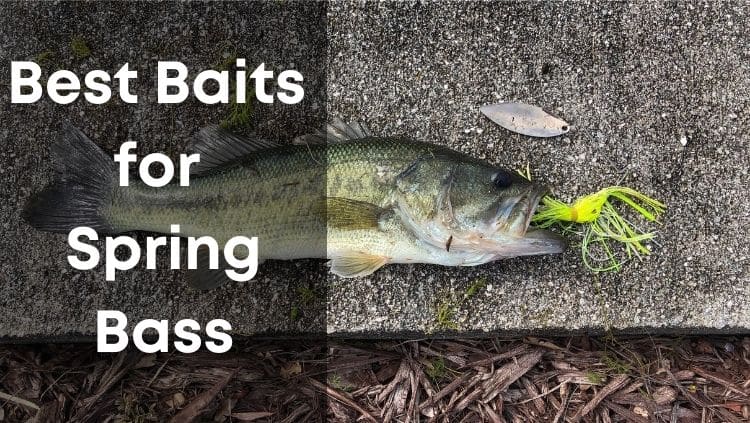 early spring bass catch with lure