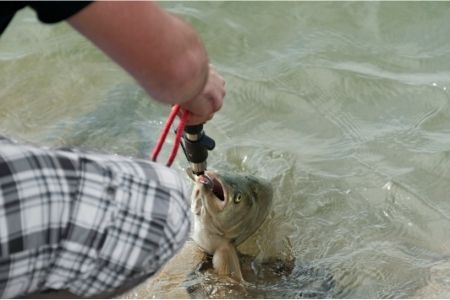 angler pulling carp from water