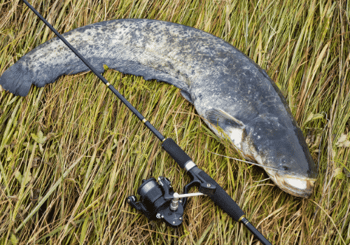 catfish beside a spinning rod and reel