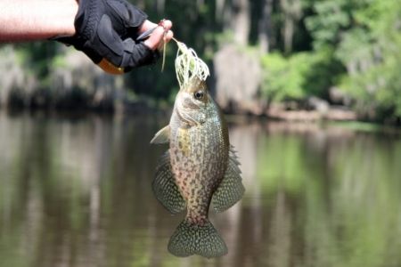 crappie caught with bait