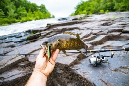 man holding caught smallmouth bass with spinning rod and reel