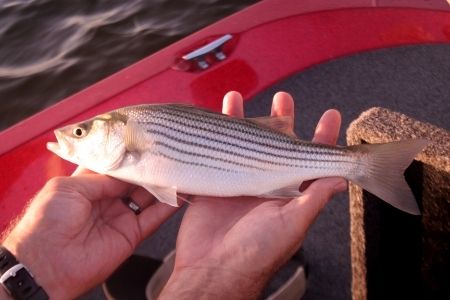 striped bass on the hands of angler