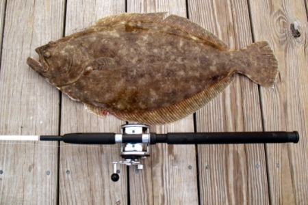 summer flounder caught with rod and reel on plank