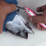 hand removing lure hook off tuna