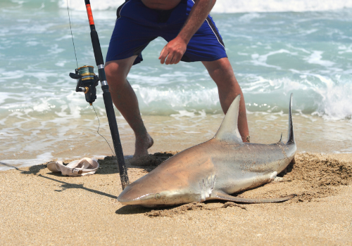 angler caught shark on surf