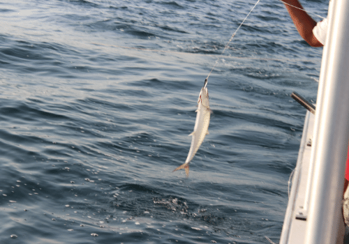 angler hooked king mackerel from boat