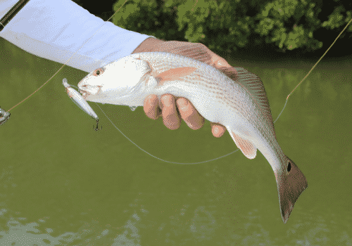angler holding redfish with lure