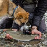 A fisherman with a bull trout and his St Bernard Husky cross dog on the water