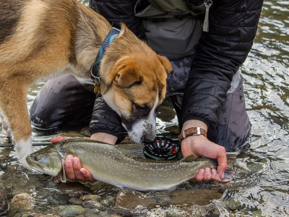 A fisherman with a bull trout and his St Bernard Husky cross dog on the water