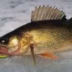 walleye caught with lure on ice