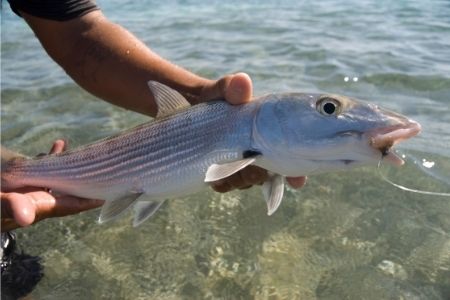 angler holding bonefish out of the water